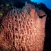sponge_barrel_lk_v_0705_png1142.jpg